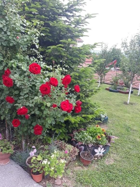 Apartman Drina Berilovac Luaran gambar